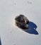 Moorella smokey quartz- natural- Australia Carousel 6
