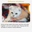 Cat Kitten Toy Feather Bell Wand Teaser Rod Interactive Play Pet Toys Gift 12Pcs Carousel 7