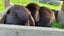 Beautiful mini lop babies Carousel 5