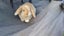 Beautiful mini lop babies Carousel 7