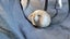 Beautiful mini lop babies Carousel 8