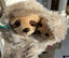 ~ ~Hanging Two Toed SLOTH Plush Animal Soft Toy 30 & 56cms Small & Large ELKA Carousel 6