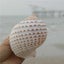 Natural Conch Shell Aquarium Fish Tank Ornament Landscap Sea Snail Decor 10-11cm Carousel 3