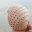 Natural Conch Shell Aquarium Fish Tank Ornament Landscap Sea Snail Decor 10-11cm Carousel 8
