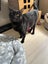 SHADOW - AVAILABLE FOR ADOPTION - PET WHISPERER RESCUE Carousel 5