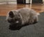 Grey cat Carousel 1