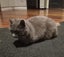 Grey cat Carousel 2
