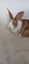 Male Flemish giant bunnies Carousel 3