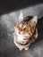 CAT RESCUE CHCH - Ready For Adoption Montana Carousel 7