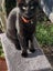 CAT RESCUE CHRISTCHURCH - Ready for Adoption - Bud Carousel 4