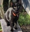 CAT RESCUE CHRISTCHURCH - Ready for Adoption - Bud Carousel 3