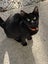 CAT RESCUE CHRISTCHURCH - Ready for Adoption - Bud Carousel 5