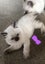 Purebred Ragdoll kittens. Carousel 3