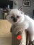 Purebred Ragdoll kittens. Carousel 4