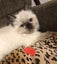 Purebred Ragdoll kittens. Carousel 5