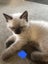 Purebred Ragdoll kittens. Carousel 6