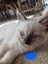 Purebred Ragdoll kittens. Carousel 7