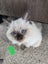 Purebred Ragdoll kittens. Carousel 8