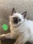 Purebred Ragdoll kittens. Carousel 9