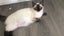 Purebred Ragdoll kittens. Carousel 10
