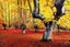 AUTUMN TRANQUILITY - HI RES DIGITAL ART - ARTIKONZ FOREST - 80 x 120 CM 73169 Carousel 1