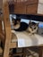 THE STREET CAT PROJECT - LISTING ON BEHALF - MOOSE & BOWIE - FOR ADOPTION Carousel 3