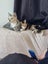 THE STREET CAT PROJECT - LISTING ON BEHALF - MOOSE & BOWIE - FOR ADOPTION Carousel 6