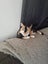 THE STREET CAT PROJECT - LISTING ON BEHALF - MOOSE & BOWIE - FOR ADOPTION Carousel 5