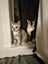 THE STREET CAT PROJECT - LISTING ON BEHALF - MOOSE & BOWIE - FOR ADOPTION Carousel 1