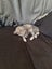 THE STREET CAT PROJECT - LISTING ON BEHALF - MOOSE & BOWIE - FOR ADOPTION Carousel 4