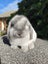 Purebred Mini Lop rabbits Carousel 2