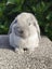 Purebred Mini Lop rabbits Carousel 3
