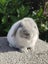 Purebred Mini Lop rabbits Carousel 4