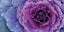 PURPLE FLOWER - HI RES DIGITAL ART - ARTIKONZ FLOWER - SIZE 60 X 180 CM Carousel 1