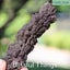 Fossil Poo, Coprolite (TMz115) Carousel 7