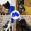 Cat Brush For Corner Self Groomer Catnip Comb For Face Carousel 3
