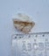 Calcite formation specimen - UV reactive Carousel 3