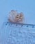 Stilbite with scolocite sprays - India Carousel 5