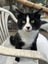 Handsome Rescue Cat "Sylvester" Carousel 2