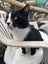 Handsome Rescue Cat "Sylvester" Carousel 3