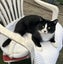 Handsome Rescue Cat "Sylvester" Carousel 1