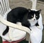 Handsome Rescue Cat "Sylvester" Carousel 5