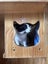 TUX - AVAILABLE FOR ADOPTION - PET WHISPERER RESCUE Carousel 8