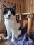 TUX - AVAILABLE FOR ADOPTION - PET WHISPERER RESCUE Carousel 9