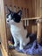 TUX - AVAILABLE FOR ADOPTION - PET WHISPERER RESCUE Carousel 6