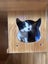 TUX - AVAILABLE FOR ADOPTION - PET WHISPERER RESCUE Carousel 4