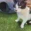 TUX - AVAILABLE FOR ADOPTION - PET WHISPERER RESCUE Carousel 7