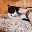 TUX - AVAILABLE FOR ADOPTION - PET WHISPERER RESCUE Carousel 12