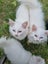 Mix ragdoll kittens Carousel 3
