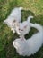 Mix ragdoll kittens Carousel 4